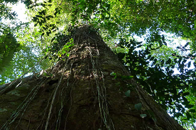 PACTO NACIONAL POR LA MADERA LEGAL